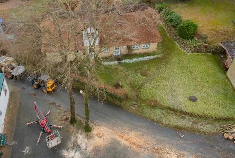 Tree work and tree felling on a diseased tree Stock Photos