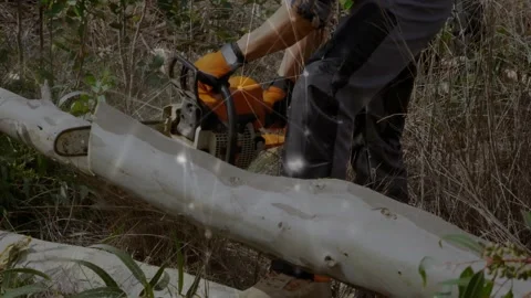 Tree worker positioning chainsaw and placing foot, pulling saw into cut, Stock Footage 332404811