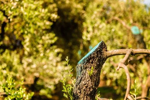 Tree wound pruning sealer Stock Photos