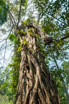 Tree wrapped around another tree Stock Photos