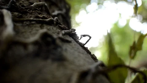 Tree Wrapped In Dry Twigs Stock Footage 97072327