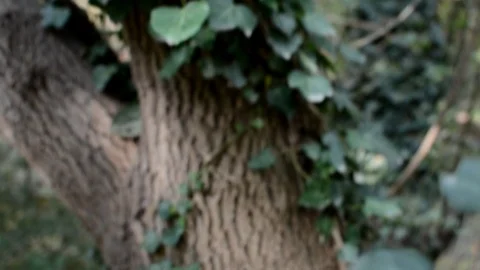 Tree Wrapped In Green Ivy and Dry Twigs 库存影片 97072104