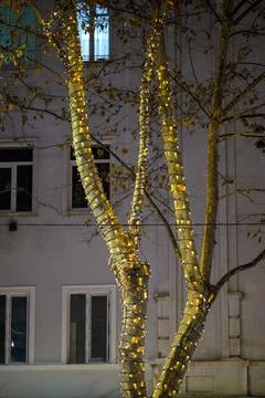 Tree Wrapped in Warm White String Lights Stock Photos