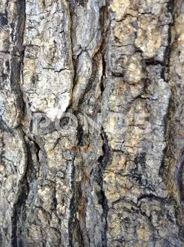 Tree Wrinkles Stock Photos