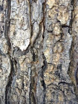 Tree Wrinkles Фото