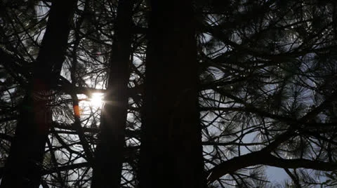 Tree w/Sun Flare 스톡 동영상 24791857