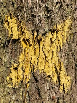Tree with X on it. Sign for cutting trees. Cracked bark of a plant. Harmonious Stock Photos