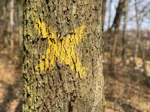 Tree with X on it. Sign for cutting trees. Cracked bark of a plant. Dead yellow Stock Photos