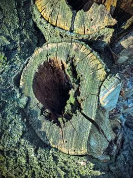 Tree with X on it. Sign for cutting trees. Cracked bark of a plant. Harmonious Stock Photos