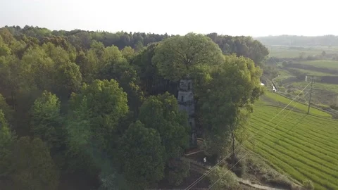 Tree on the Xizi Tower, Wangcheng District Stock Footage 155083822