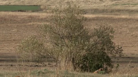 A tree in the yard Video stock 325590592