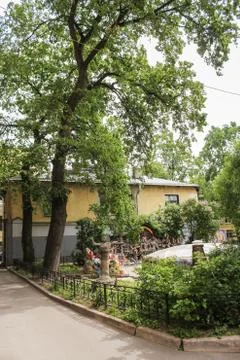 The tree in the yard. Photos