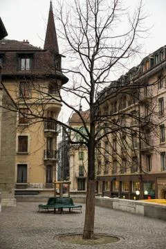 The tree in the yard. Photos