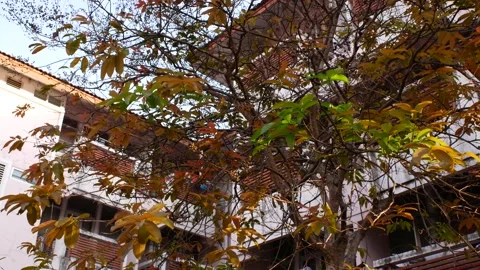 A tree in the yard of a small apartment building Video stock 238003616