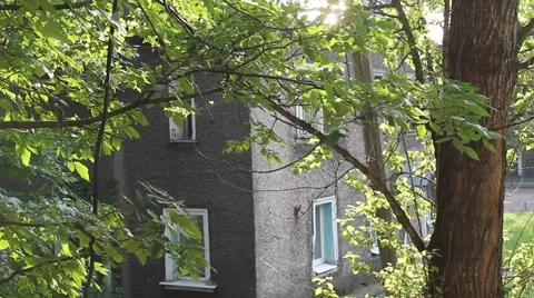 The tree in the yard, wind.mp4 Видео 40731675