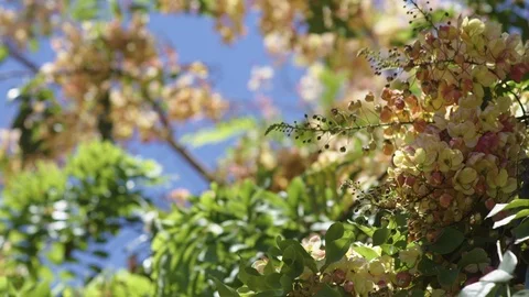 Tree with Yellow and Pink Flowers Moving in the Wind Stock Footage 101037698