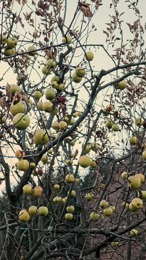 Tree with yellow apples on bare branches in late autumn closeup. Harvest season Stock Footage 324973277