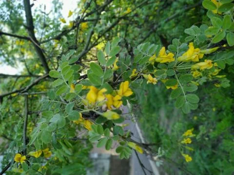 A tree with a yellow bell Foto stock