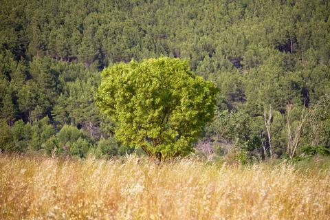 Tree on the yellow field Stock Photos