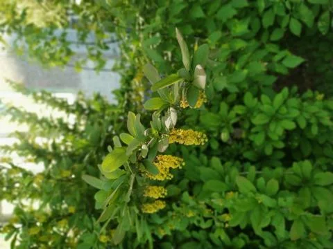 A tree with a yellow flower Foto stock