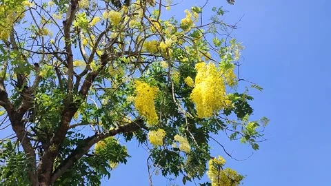 A tree with yellow flowers Stock Footage 227810132