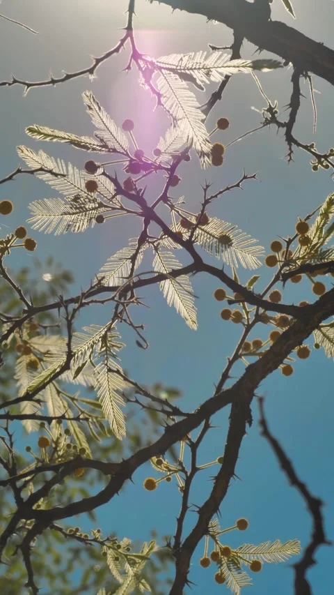 Tree with yellow flowers Stock Footage 257747258