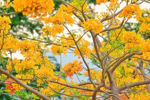 A tree with yellow flowers is in the foreground Stock Photos