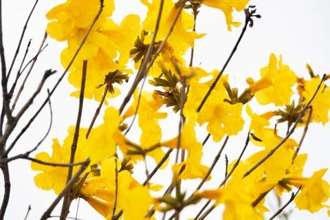 A tree with yellow flowers is in the foreground Stock Photos