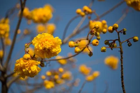 Tree with yellow flowers Stock Photos