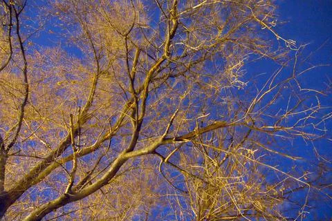 Tree With Yellow Glow Stock Photos