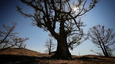 Tree on a yellow hill with the sun on blue sky background. Stock Footage 65146750