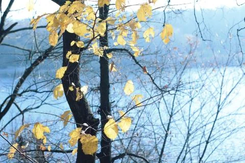 Tree with yellow leafs the autumn. Stock Photos