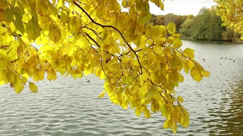  Tree with yellow leaves above the lake Stock Footage 80912932