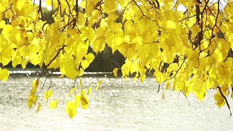  A tree with yellow leaves against the background of the lake. Stock Footage 80913054