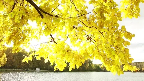 A tree with yellow leaves against the background of the lake. Stock Footage 80913116