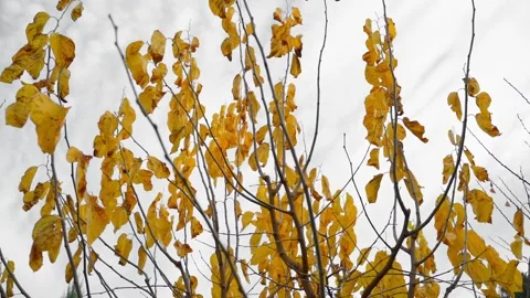 A tree with yellow leaves against a cloudy sky. Autumn garden, smooth camera Stock Footage 239601458