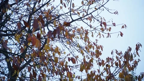 Tree with yellow leaves in autumn in cloudy weather, view from below Stock Footage 243874337