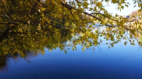 A tree with yellow leaves on the background of a blue lake. Pigeons take off Stock Footage 202221646