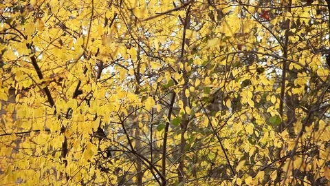 Tree  yellow leaves background Stock Footage 70464872