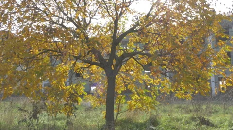 Tree with yellow leaves close up, pan left, ruined old building in background. Stock Footage 57325715