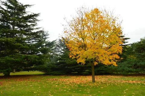 Tree with yellow leaves in fall Stock Photos