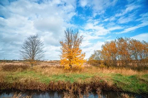 Tree with yellow leaves in the fall Stock Photos