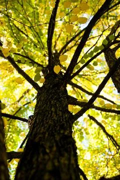 Tree with yellow leaves at fall, view from the bottom up, trunk and branches  Stock Photos