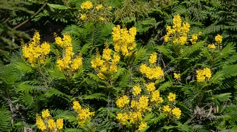 Tree with yellow leaves Video stock 52748859