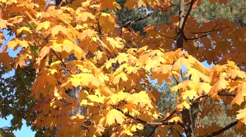Tree with yellow leaves Stock Footage 56037820