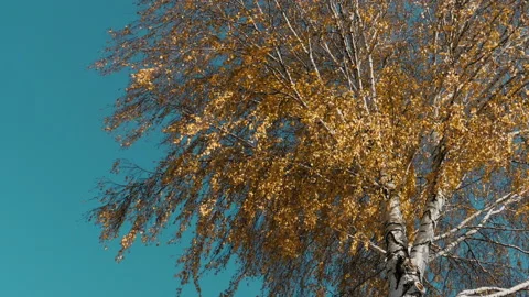 Tree with yellow leaves Stock Footage 164973831