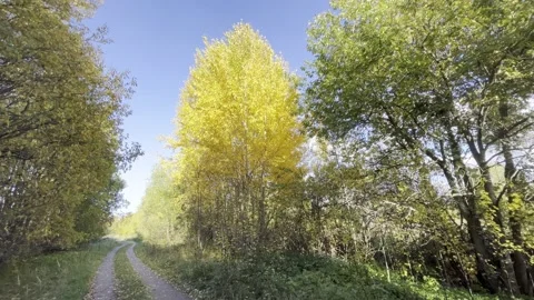 A tree with yellow leaves Stock Footage 218624005