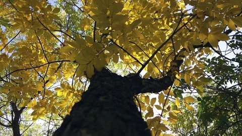 Tree With Yellow Leaves Stock Footage 249802638