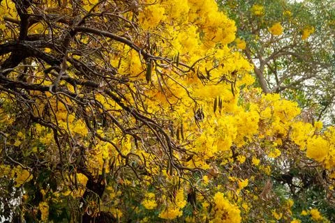 A tree with yellow leaves is in the foreground Stock Photos