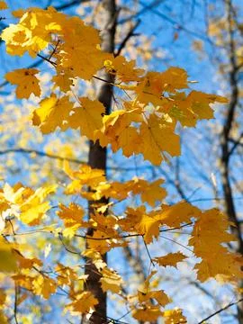 A tree with yellow leaves is in the foreground Stock Photos